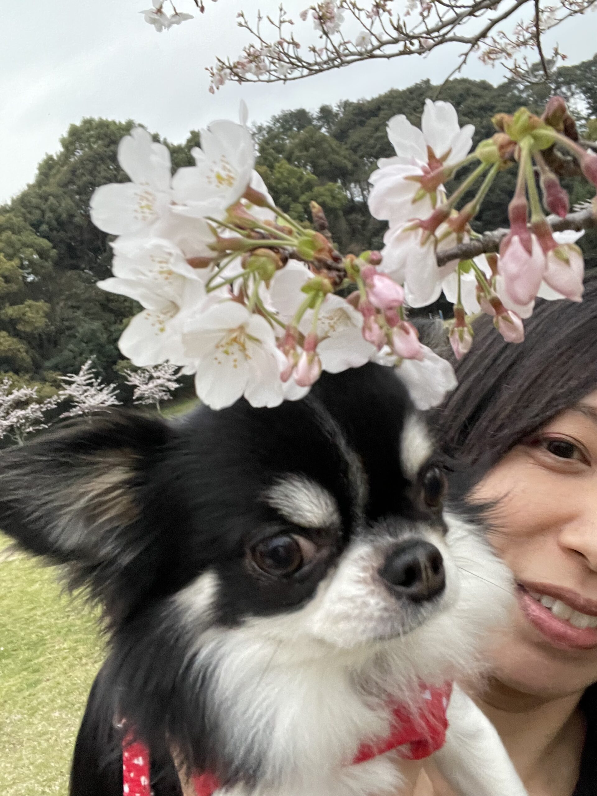 ナースMia
